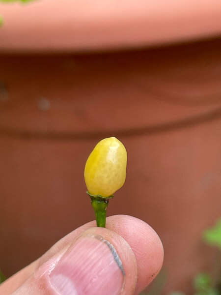 Perla Bianca Perla Bianca